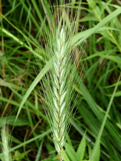 {Elymus glabriflorus var. australis}